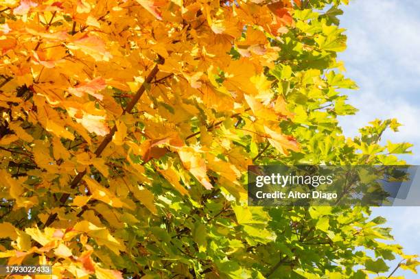 deciduous trees (platanus  acerifolia, platens hispanic) with an autumn tone in autumn. austria - platanus acerifolia stock pictures, royalty-free photos & images