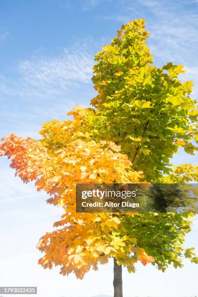 deciduous trees (platanus  acerifolia, platens hispanic)with an autumn tone. - platanus acerifolia stock pictures, royalty-free photos & images