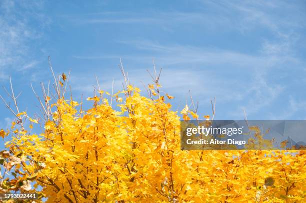 tree canopy against a blue sky (platanus  acerifolia, platens hispanic)with an autumn tone in autumn. austria - platanus acerifolia stock pictures, royalty-free photos & images