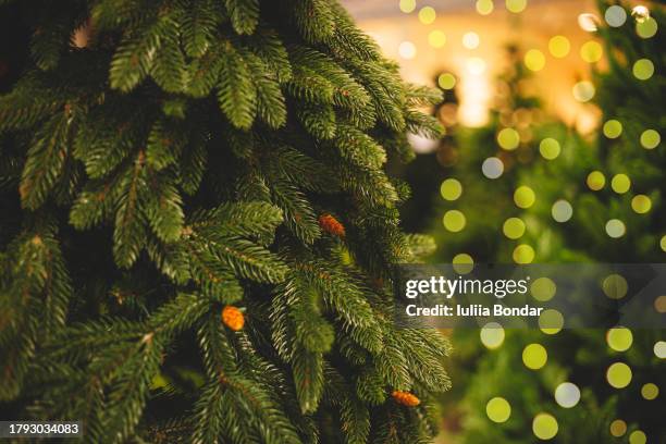 christmas trees in a market - christmas tree farm - fotografias e filmes do acervo