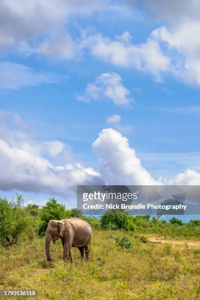 elephant in udawalawe national park, sri lanka - sri lankan elephant stock pictures, royalty-free photos & images