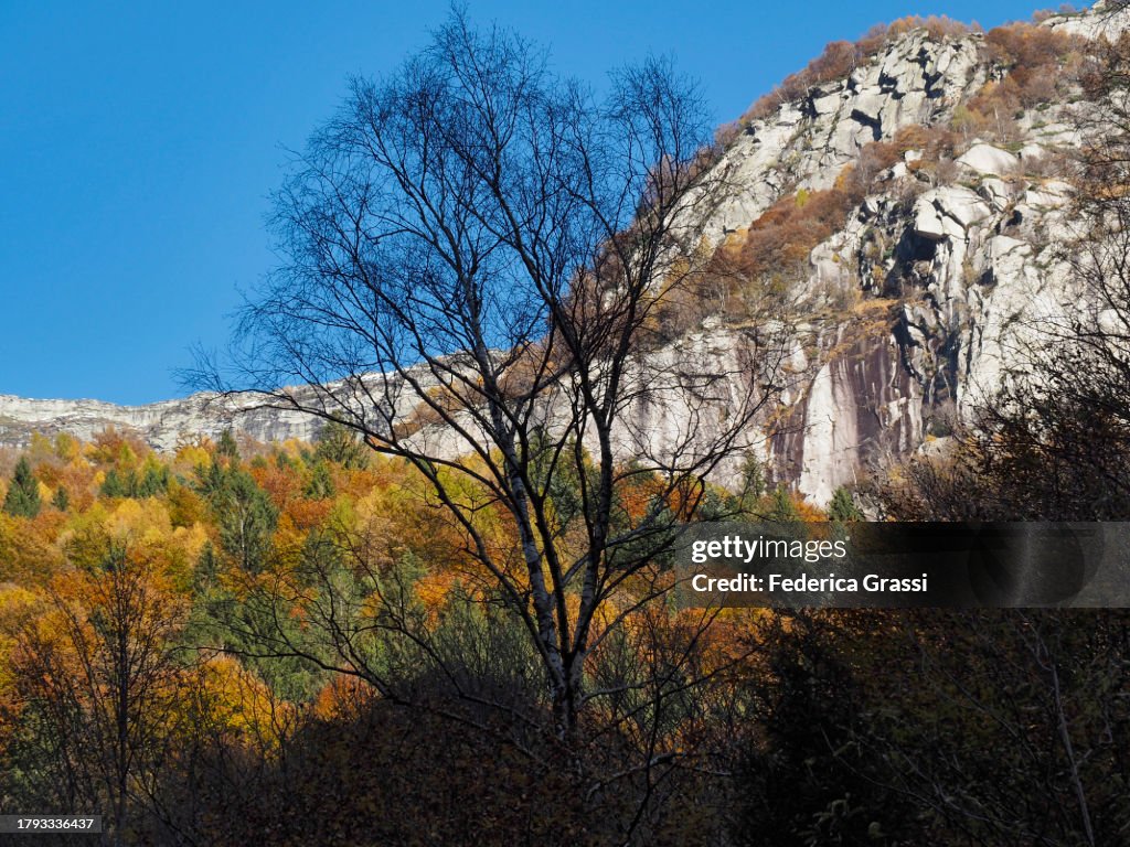 Fall Colors along the Hiking Trail "Sentiero etnografico Revöira", Verzasca Valley, Canton Ticino, Switzerland