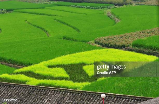 This picture taken on August 31, 2013 shows a paddy field with patterns of the China Communist Party flag in Liangnong township of Yuyao, east...