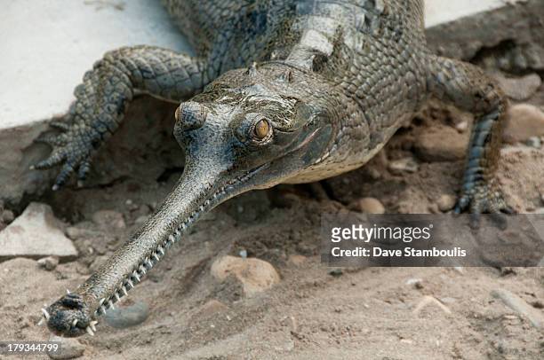 Gharial crocodile in Chitwan National Park, Nepal