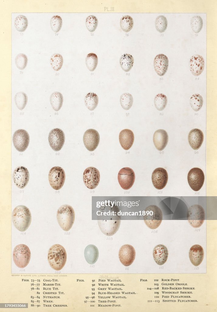 Bird's eggs, Coal-tit, Marsh-tit, blue-tit, Crested tit, Nuthatcgm Wren, Tree creeper, Pied wagtail, White wagtail, grey Wagtail, Blue headed Wagtail, Yellow Wagtail, Tree Pipit, Meadow Pipit, Rock Pipit, Golden Oriole, Red backed shrike, pied Flycatcher,