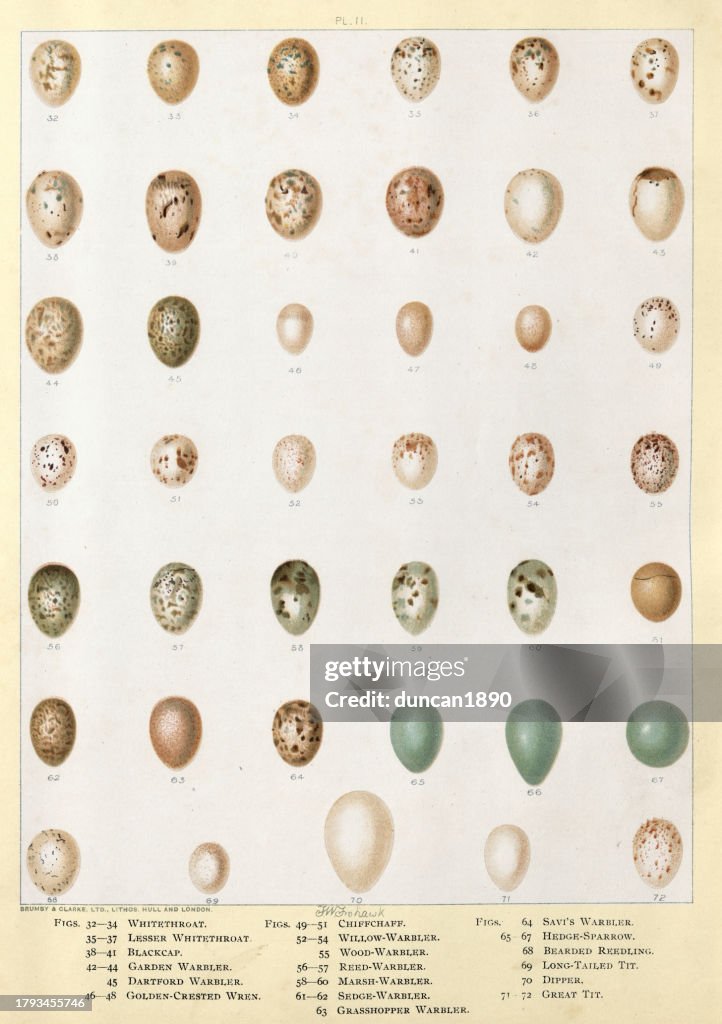Bird's eggs, Whitethroat, Blackcap, Warbler, Wren, Chiffchaff, Sparrow, Long tailed tit, Dipper, Great tit