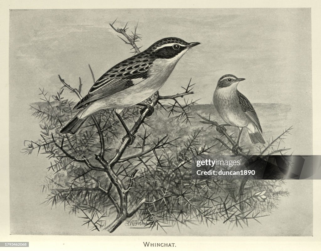 Whinchat, Saxicola rubetra, a small migratory passerine bird, Birds Wildlife Art