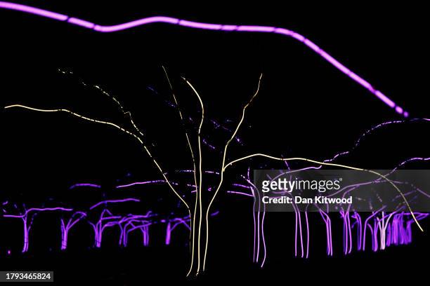 Trees are illuminated as Kew Gardens launch their festive 'Christmas at Kew' light trail on November 14, 2023 in London, England. Each year,...