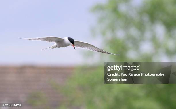 common tern (sterna hirundo) in flight - tern stock pictures, royalty-free photos & images