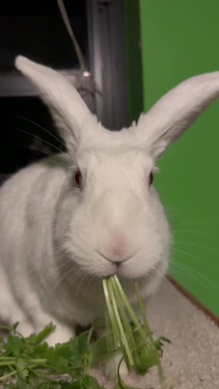 Cilantro Rabbit Food 181 Rabbit Side View Stock Videos, Footage, & 4K Video Clips - Getty Images