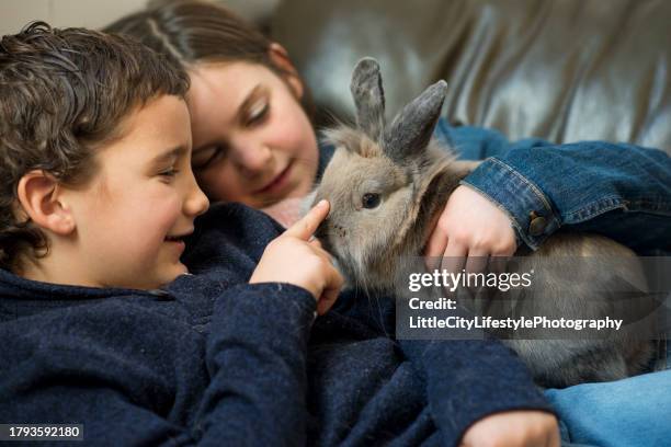 petting our pet bunny - family rabbit stock pictures, royalty-free photos & images