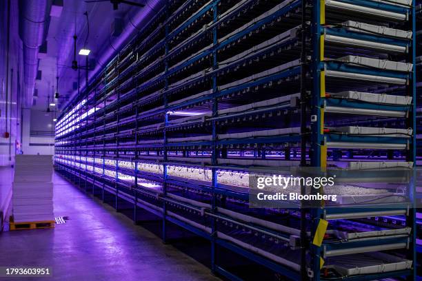 Manufacturing Vert Rack Vegetable Rack Photos and Premium High Res Pictures - Getty Images