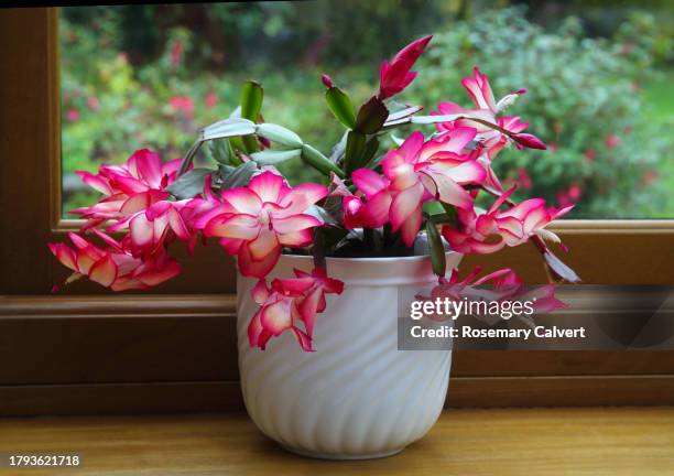 christmas cactus covered with red & white flowers. - christmas cactus fotografías e imágenes de stock