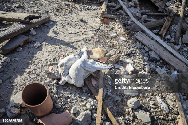 Dead birds in the ruble a building destroyed by an Israeli strike in Khan Younis, Gaza, on Saturday, Nov. 18, 2023. While Israel has concentrated its...