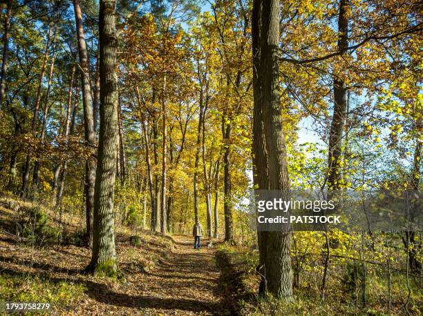 trees casting shadows on a footpath in the forest - oak woodland stock pictures, royalty-free photos & images