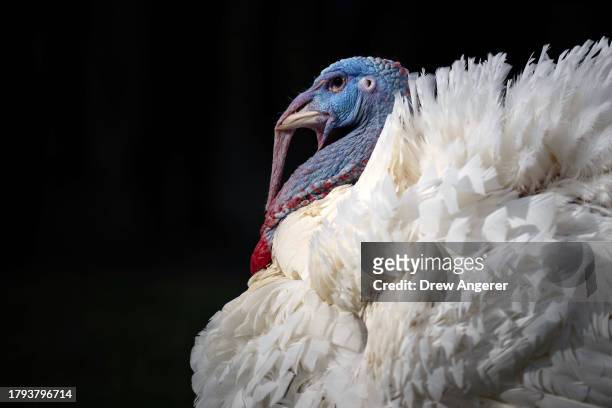 The National Thanksgiving turkey Liberty waits to be pardoned by U.S. President Joe Biden during a ceremony on the South Lawn of the White House on...
