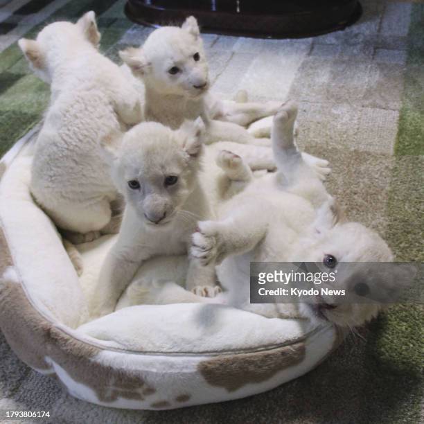 Photo taken on Oct. 30 shows white lion quadruplets at Shonan Animal Production Inc. In Narita, Chiba Prefecture, eastern Japan.