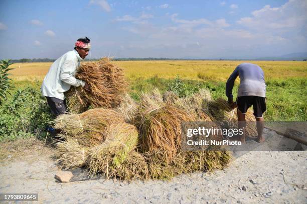 Farmers harvests paddy at a field during the paddy harvest season in Nagaon District of Assam , India on Nov 21 ,2023 .