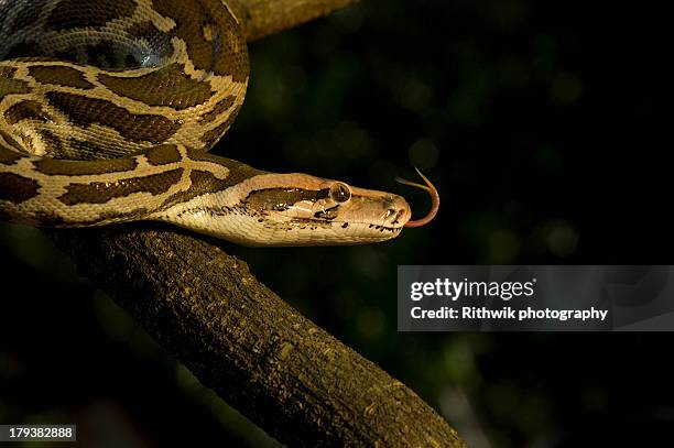 402点のインドニシキヘビのストックフォト Getty Images 402点のインドニシキヘビのストックフォト Getty Images