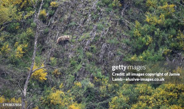 cantabrian brown bear - oso fotografías e imágenes de stock