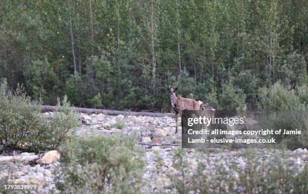 mother & calf woodland caribou/reindeer - reindeer skin stock pictures, royalty-free photos & images