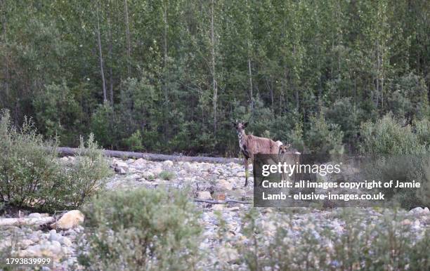 mother & calf woodland caribou/reindeer - woodland caribou stock pictures, royalty-free photos & images