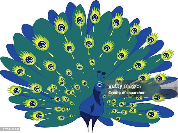 peacock - animal markings stock illustrations