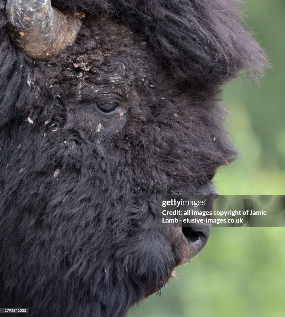 Wood Bison head