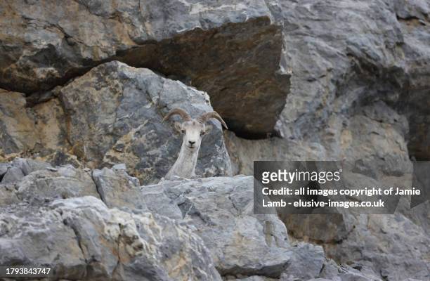 stone/thinhorn sheep - alcan highway stock pictures, royalty-free photos & images