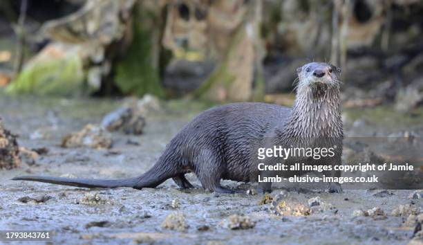 portrait of american river otter on beach - an american tail stock pictures, royalty-free photos & images
