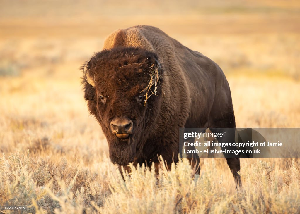Bull Plains Bison