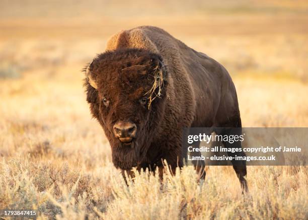 bull plains bison - bisonte americano fotografías e imágenes de stock