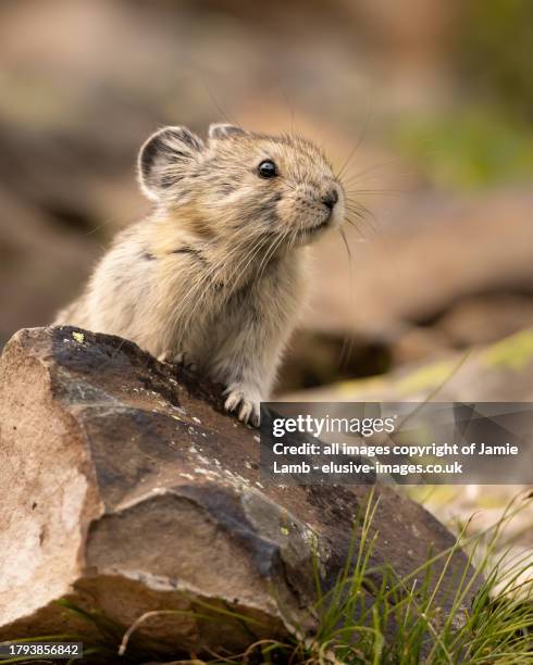 american pika - pika - fotografias e filmes do acervo