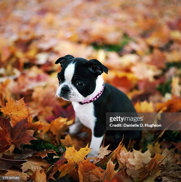 boston terrier puppy sitting in leaves - boston terrier photos et images de collection