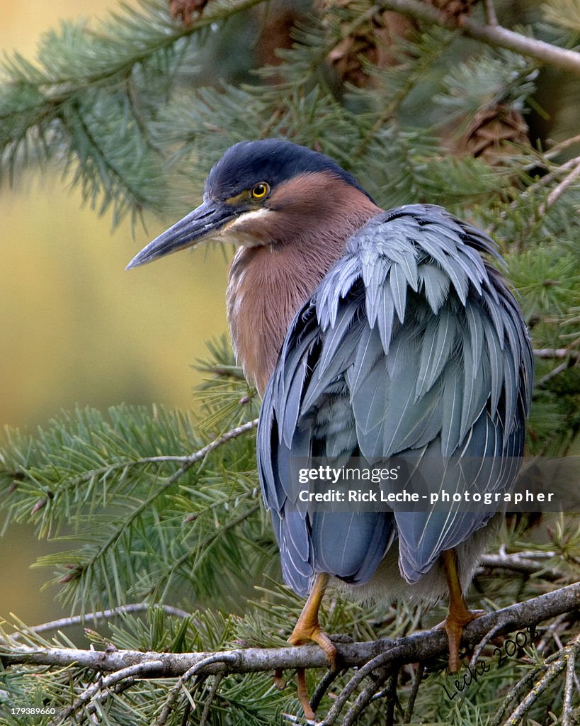 Portrait - Green Heron