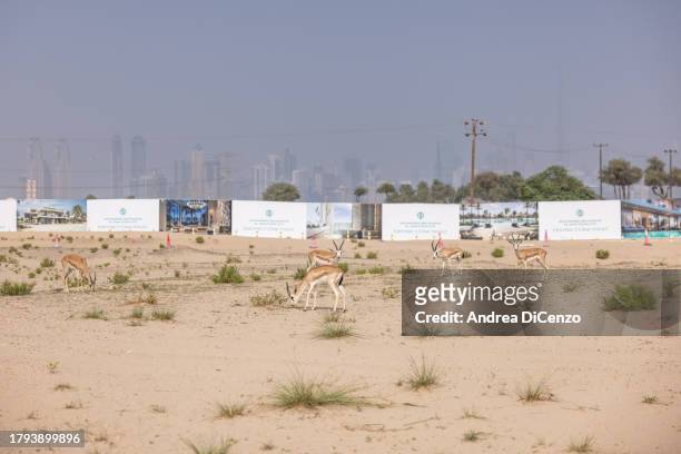 Arabian Sand Gazelles munch on shrubs on the edge of the city on November 21, 2023 in Dubai, United Arab Emirates. As the population and food...