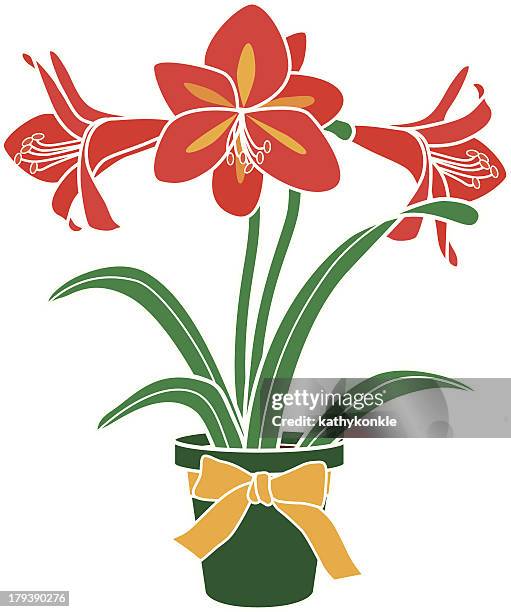 belladonnalilien pflanze im topf - amaryllis stock-grafiken, -clipart, -cartoons und -symbole