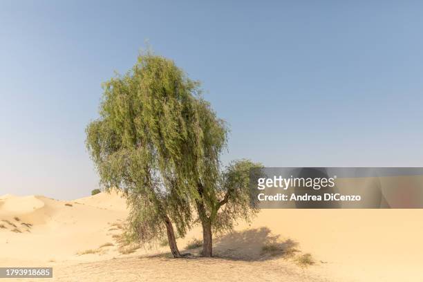 Tree in Al Qudra Desert on October 24, 2023 in Dubai, United Arab Emirates. As the population and food consumption demands rise, there is a...