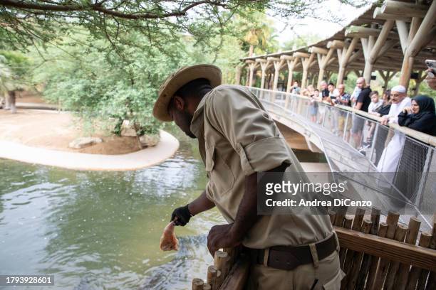 Crocodile specialist feeds the animals for tourists to watch at the Dubai Crocodile Park on October 26, 2023 in Dubai, United Arab Emirates. The...
