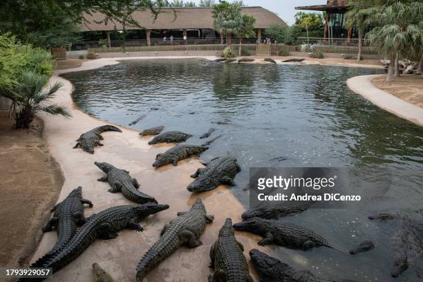 Some of the 250 Nile crocodiles housed in the Dubai Crocodile Park lounge along sandbanks on October 26, 2023 in Dubai, United Arab Emirates. The...
