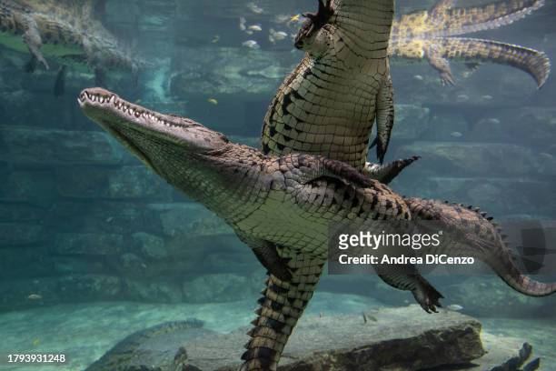 Crocodiles swim in one of the climate-controlled pools in the Dubai Crocodile Park on October 26, 2023 in Dubai, United Arab Emirates. The crocodiles...