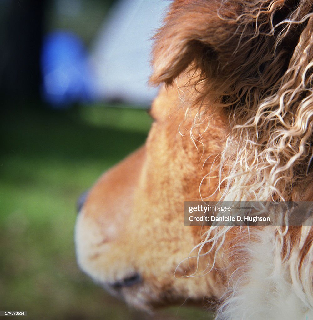 Crinkled fur behind dog's ear