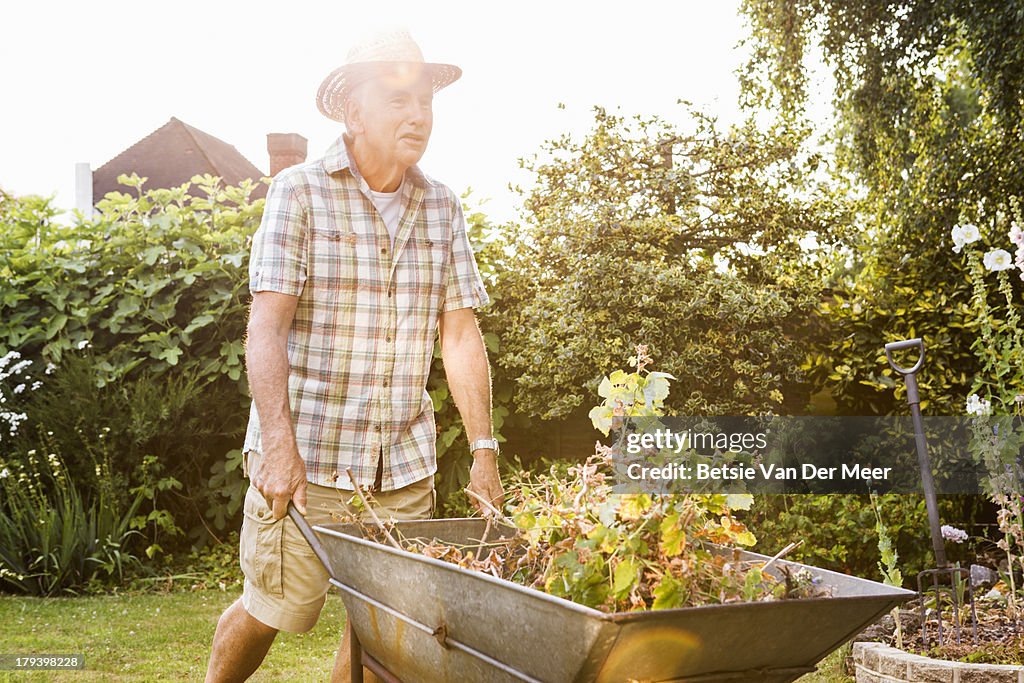 Senior man pushing wheelbarrow in garden.