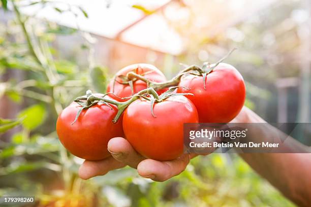 hand holding tomatoes in green house. - tomate stock pictures, royalty-free photos & images