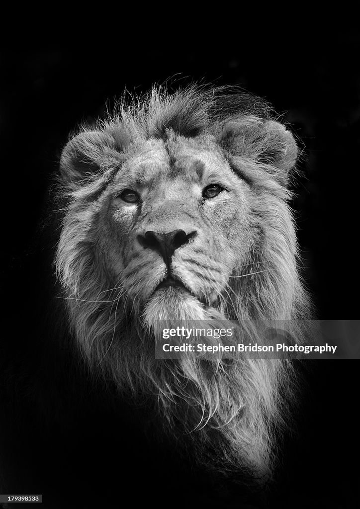 The King (Asiatic Lion)