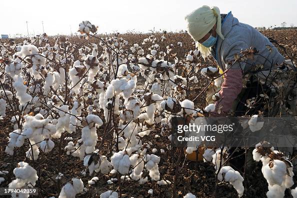 Cotton Harvest In Binzhou