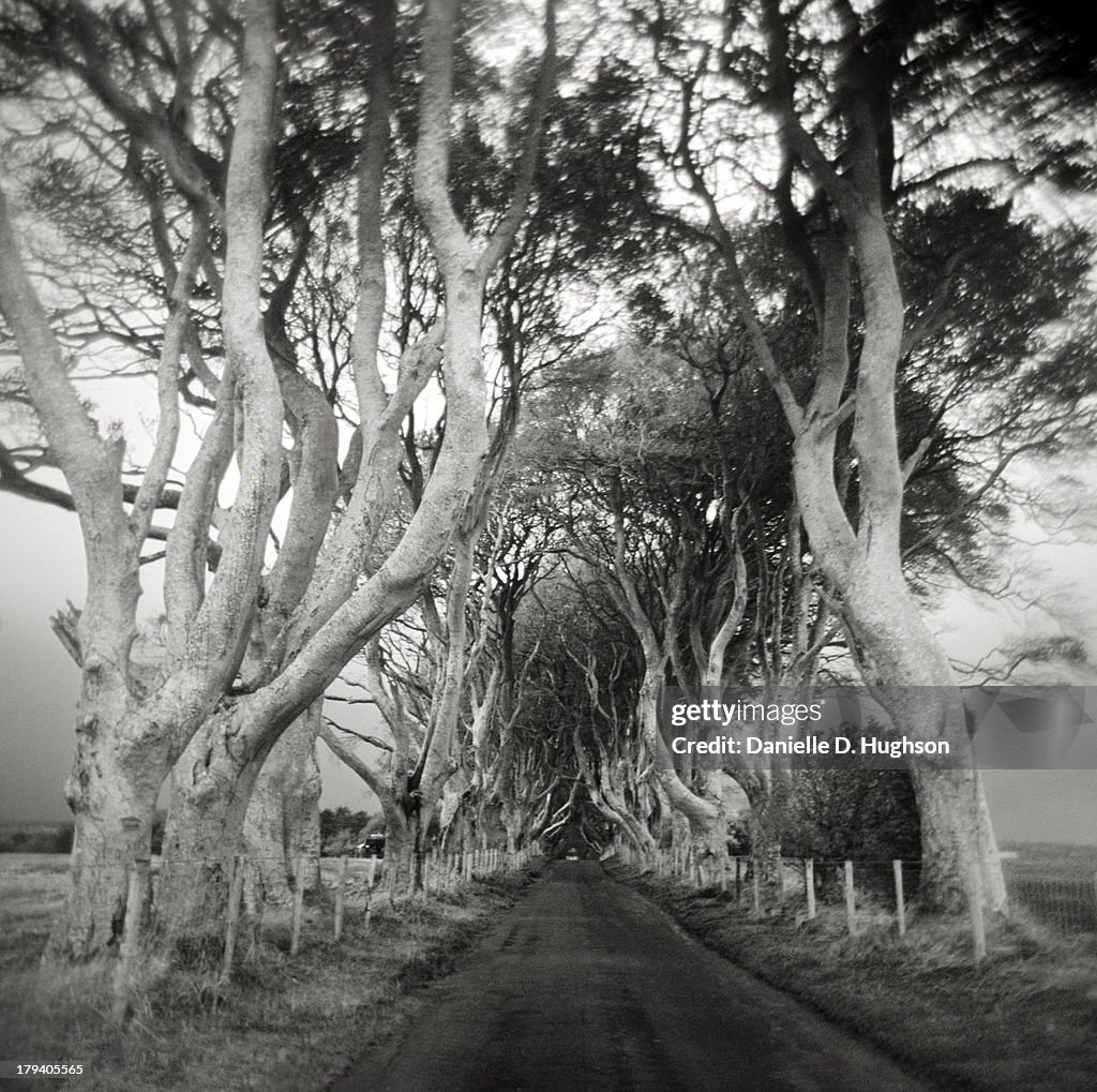 Beech Trees Guarding Road