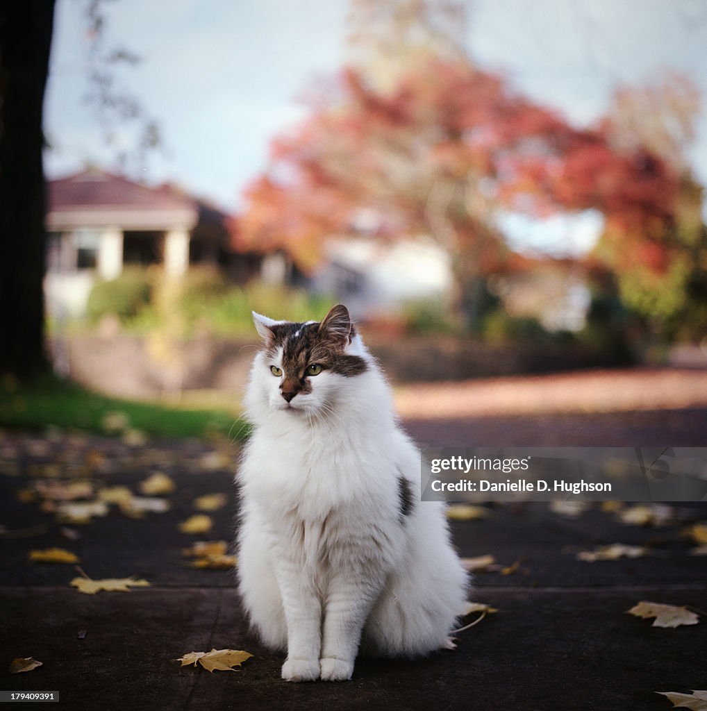 Cat Sitting On Neighborhood Sidewalk