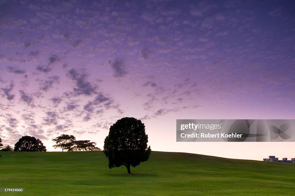 Lonely Tree