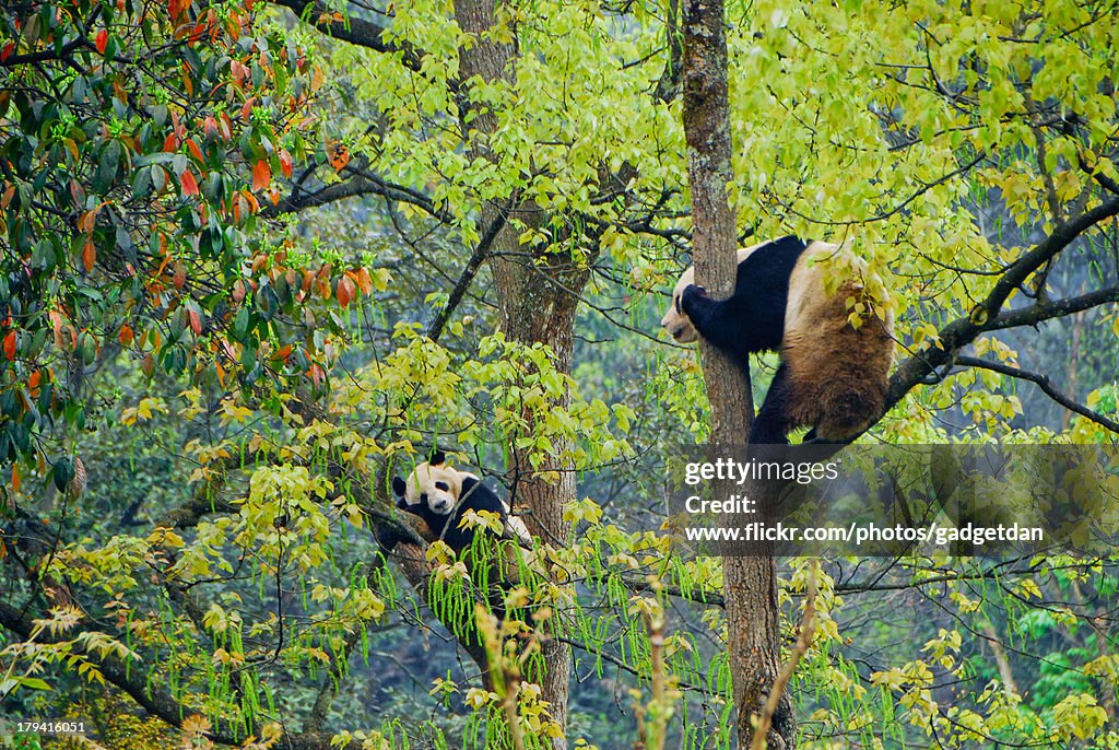 Pandas in BiFengXia